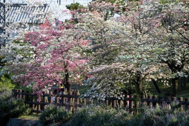 Fioriture di Cornus florida