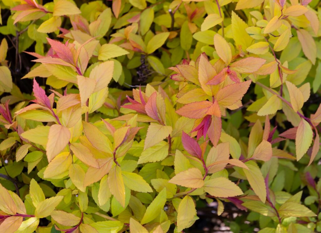 Tutti i colori delle foglie di Spiraea bumalda 'Goldflame' in primavera