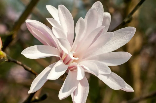 Fiore di Magnolia stellata