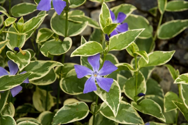 Non solo fiori: Vinca major 'Variegata'