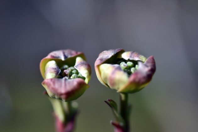 Sequenza della schiusa dei fiori di Cornus florida f. rubra