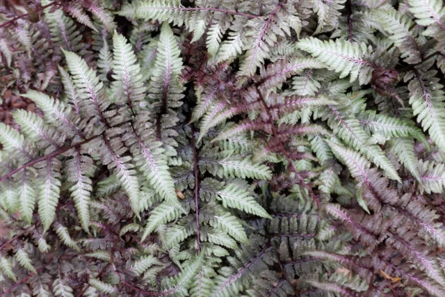 Non solo fiori: Athyrium x niponicum 'Ghost'