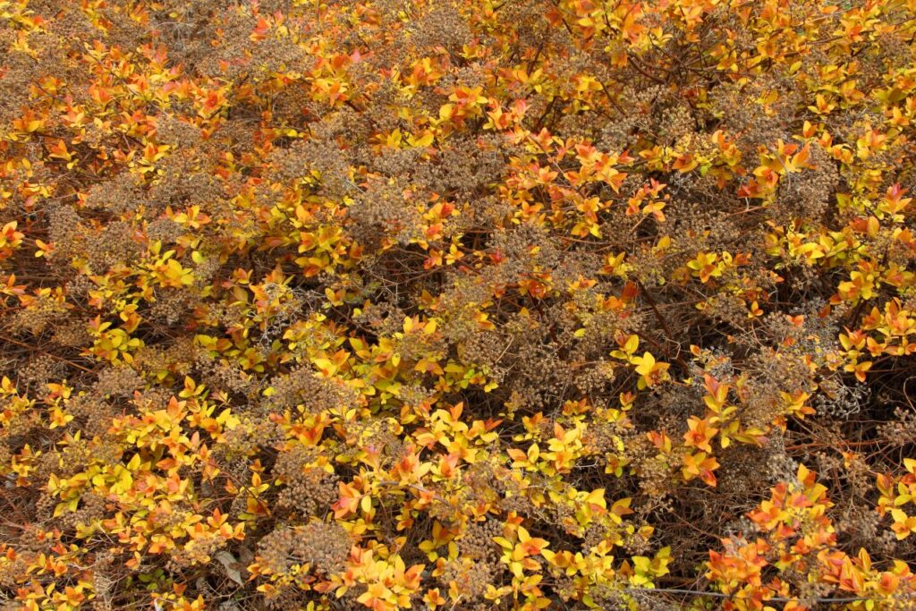 Spiraea bumalda 'Goldflame' in autunno