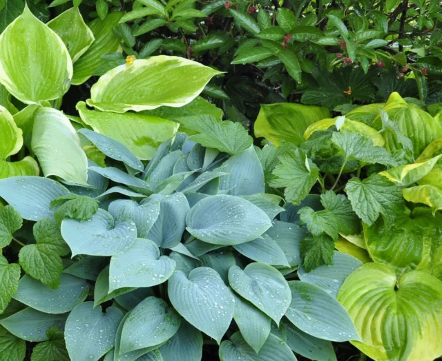 Hosta