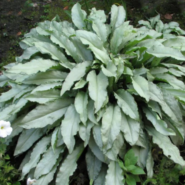 Non solo fiori: Pulmonaria saccharata 'Samourai'