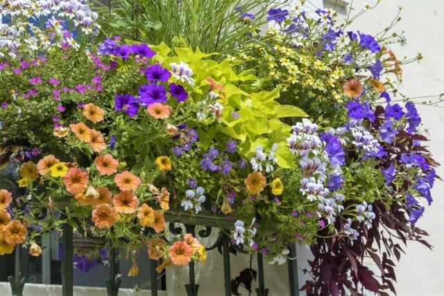 Balcone in piena fioritura