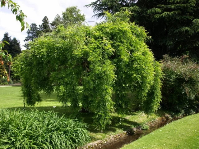 Piccoli alberi da giardino: Sophora japonica 'Pendula'