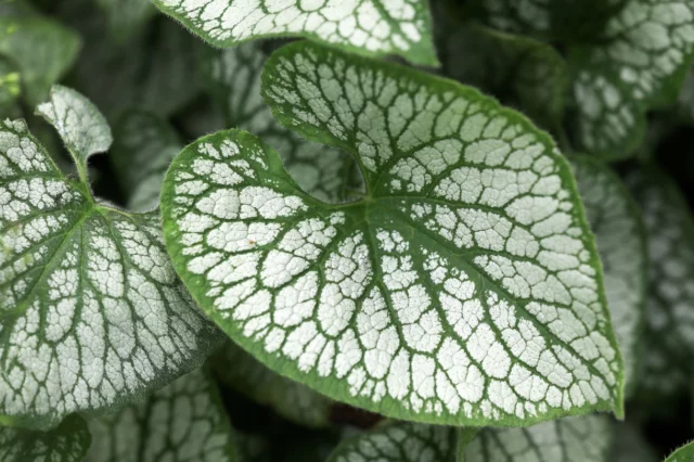 Non solo fiori: Brunnera macrophylla