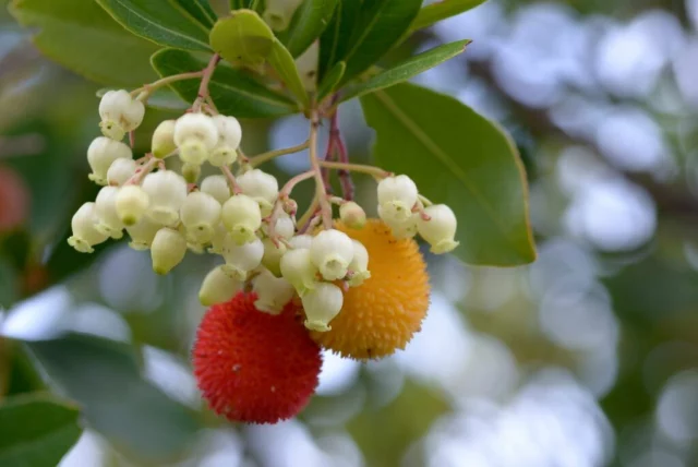 Piccoli alberi da giardino: Arbutus unedo