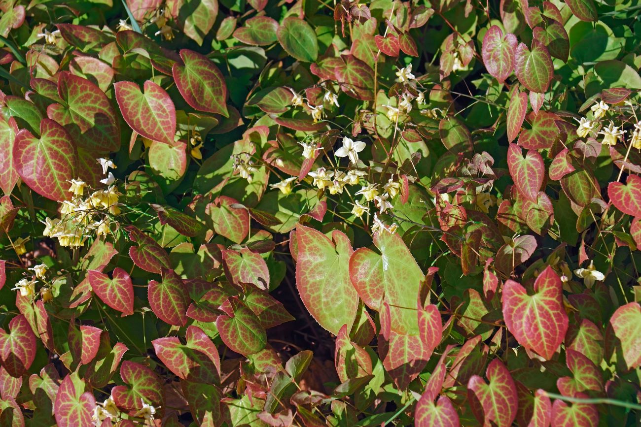  Epimedium x versicolor 'Sulphureum'