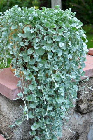 Dichondra argentea 'Silver Falls'