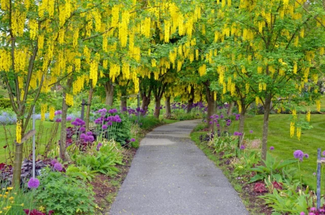 Laburnum anagyroides in fioritura