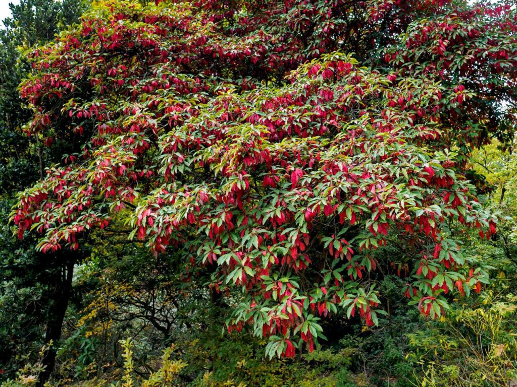 Piccoli alberi da giardino: Photinia davidiana