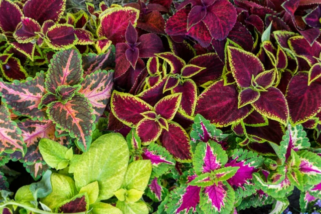 Coleus