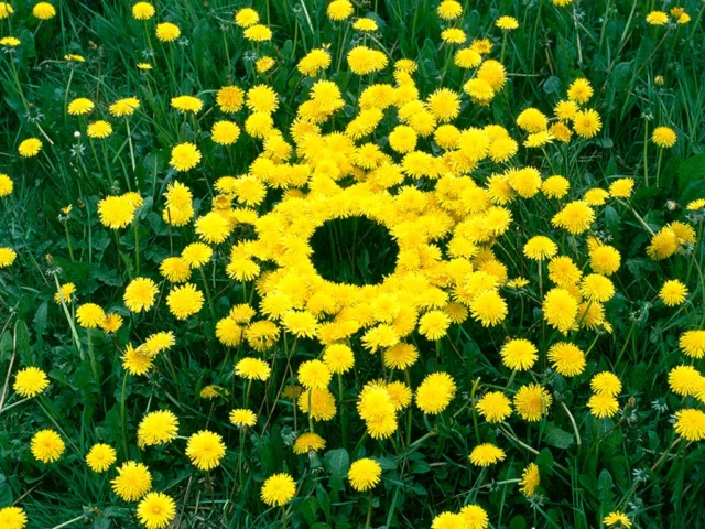 Andy Goldsworthy