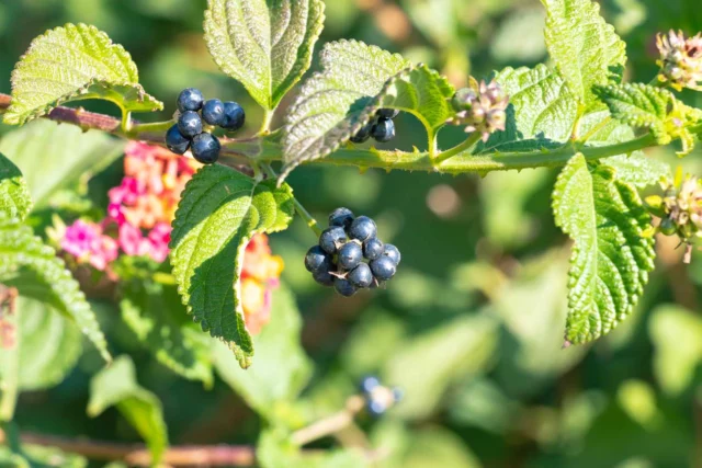 lantana camara