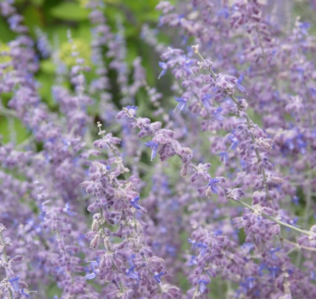 Perovskia atriplicifolia