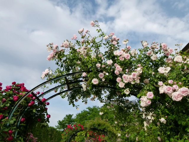 Rosa 'New Dawn' su un arco