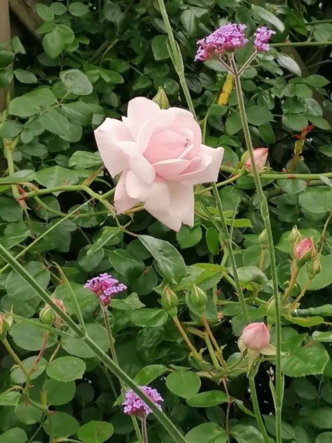 Rosa New Dawn e Verbena bonariensis