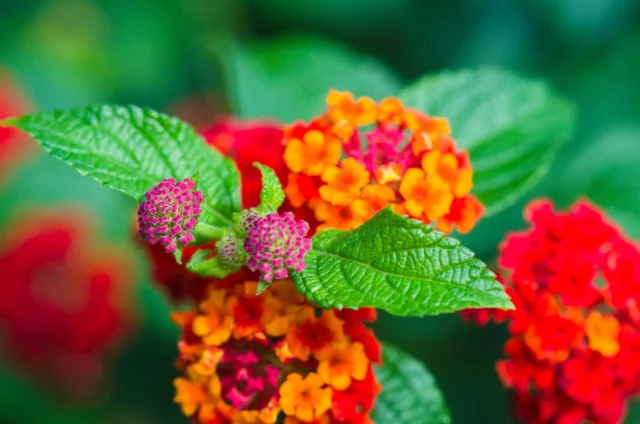 lantana camara