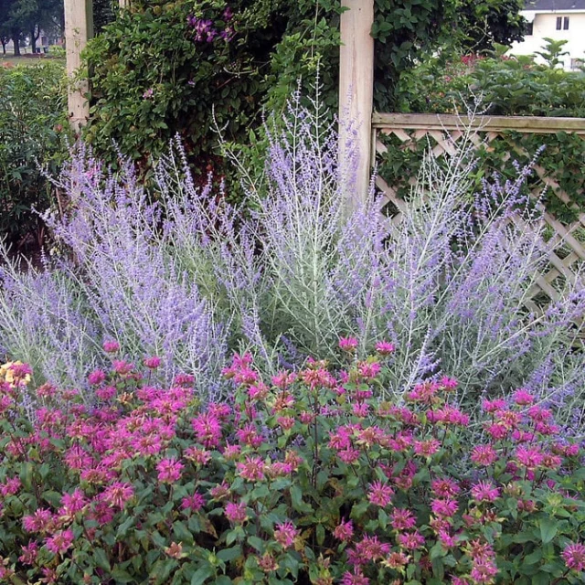 Un'esplosione di colore