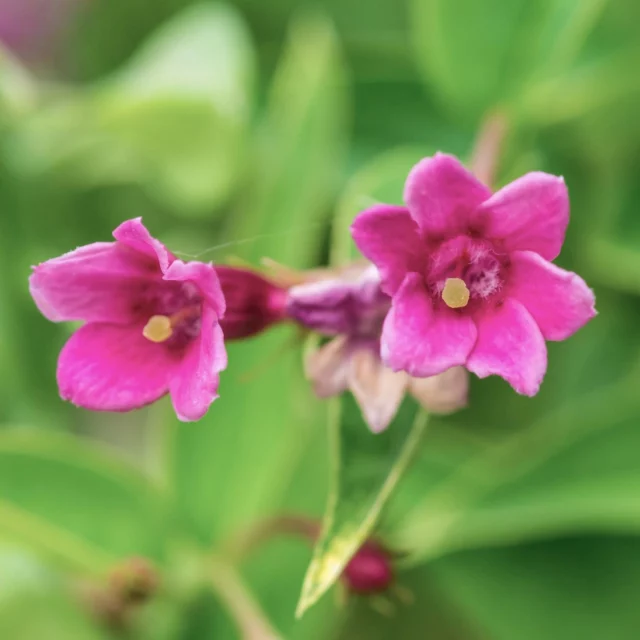 Jasminum beesianum