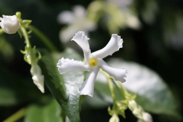 Fiore di falso gelsomino