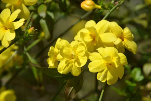 Gelsomino vero: Ã¨ nudiflorum 