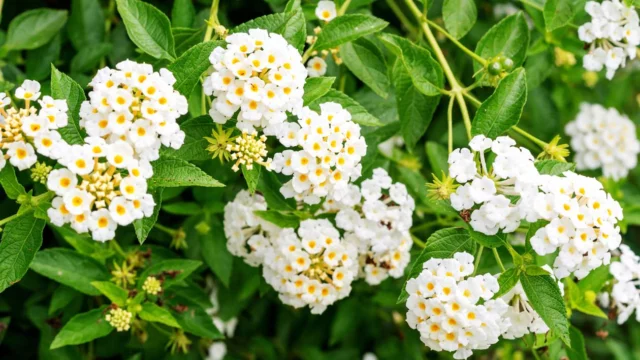 lantana camara