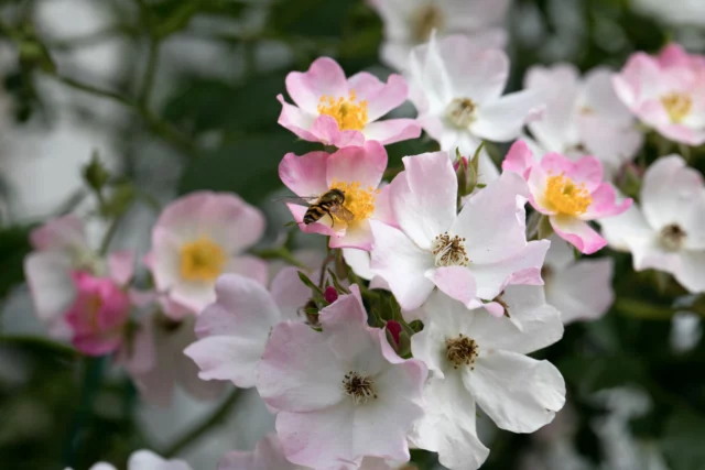 Fiori e ospiti