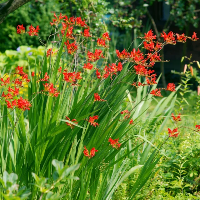 Crocosmia 'Lucifer'