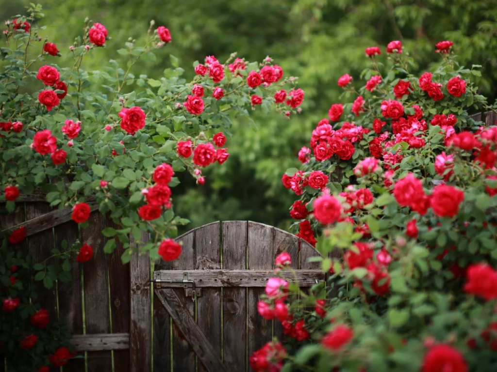 Come coltivare le rose