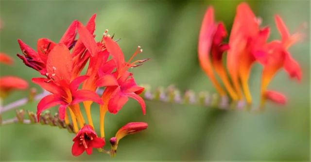 Dettaglio dei fiori