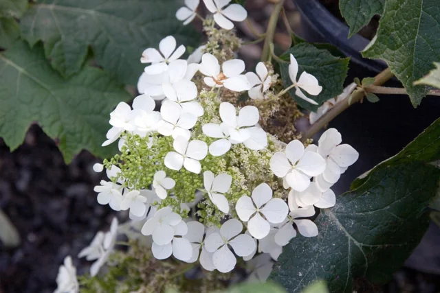 Hydrangea quercifolia 'Pee Wee'