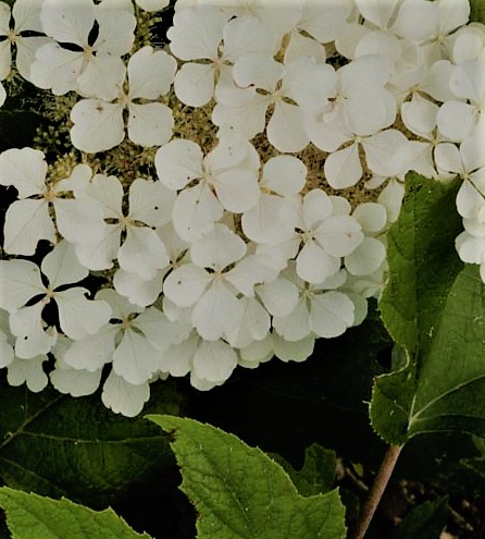 Hydrangea quercifolia 'Tennessee Clone'