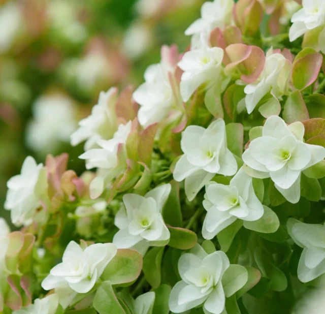 Hydrangea quercifolia 'Snow Flake'