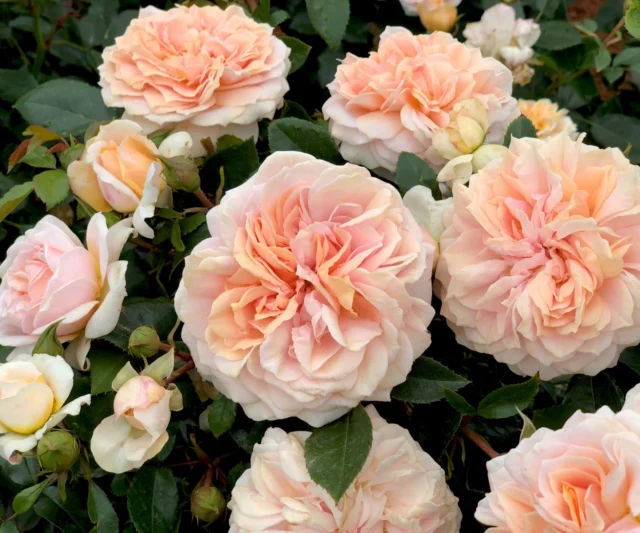 'Garden of Roses'