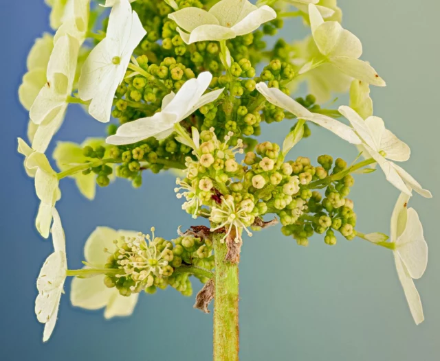 Fiori fertili e sterili