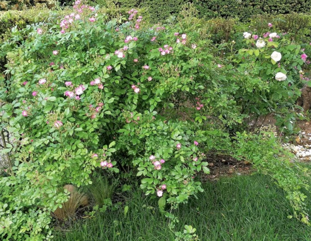 Portamento di Rosa 'Ballerina'