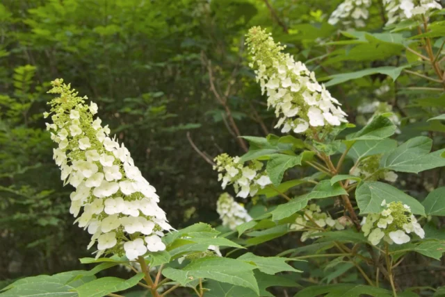 Hydrangea quercifolia 'Snow Queen'