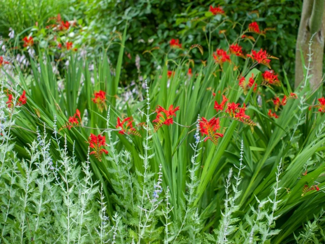 Crocosmia 'Lucifer' e Perovskia atriplicifolia