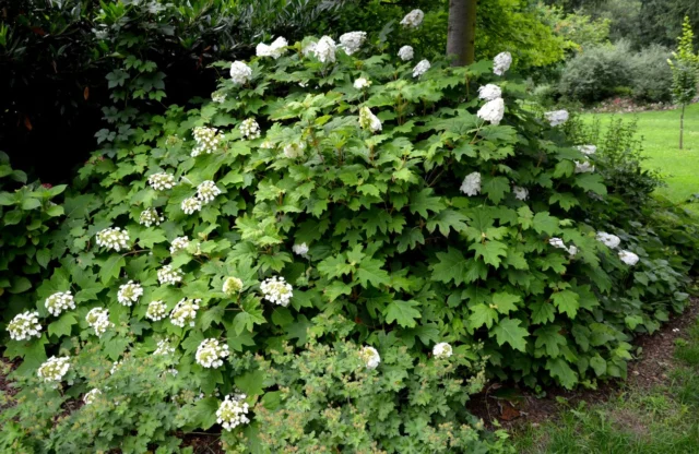 Hydrangea quercifolia, un esemplare adulto