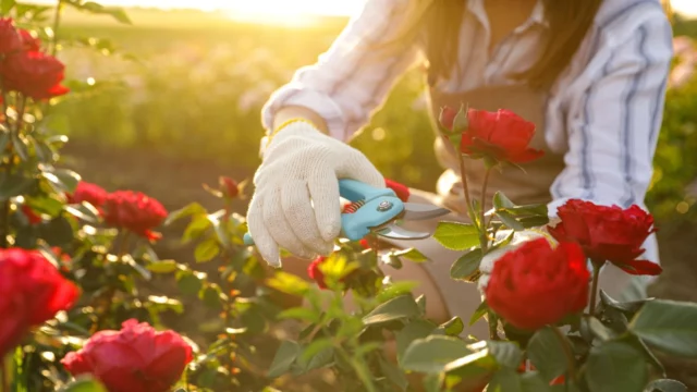 Come coltivare le rose
