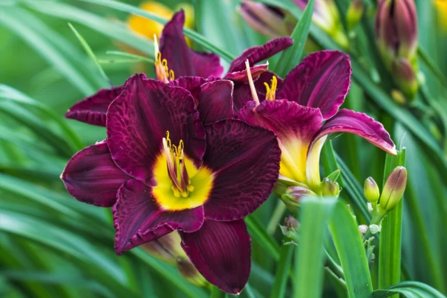 Hemerocallis