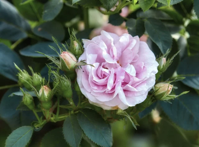 Come coltivare le rose: 'Great Maiden Blush'