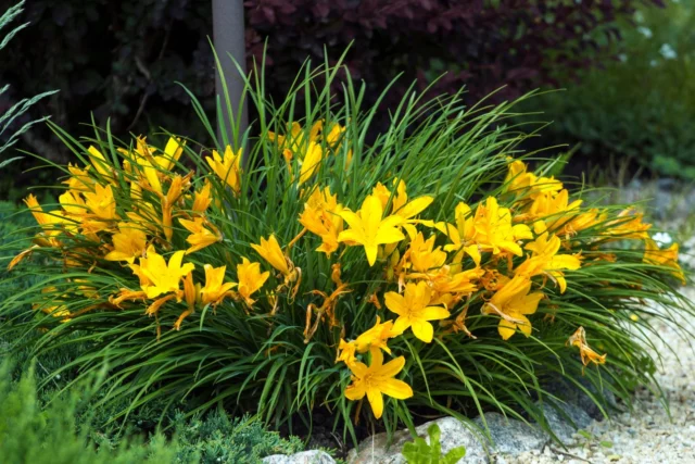 Hemerocallis 'Stella de Oro'