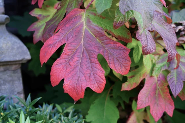 Livrea autunnale delle foglie di H. quercifolia