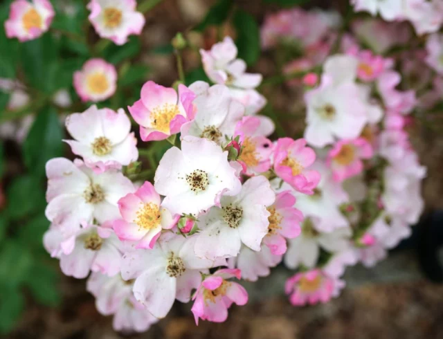 Corimbi di Rosa 'Ballerina'