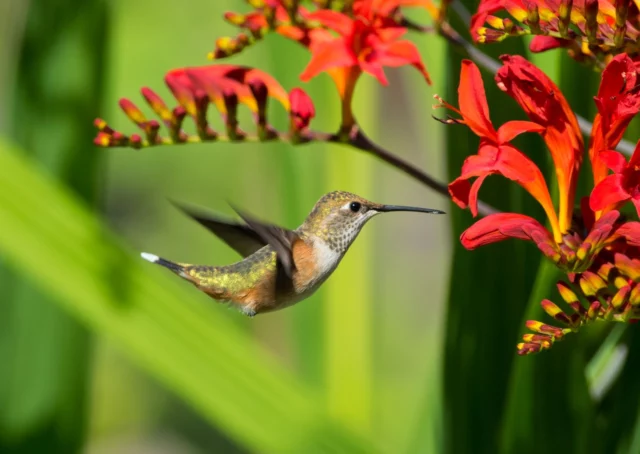 Un colibrÃ¬ visita i fiori di Crocosmia 'Lucifer'
