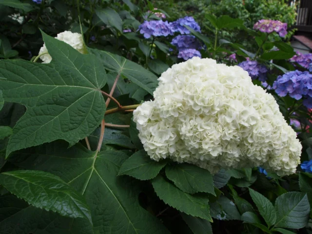 Hydrangea quercifolia 'Harmony'